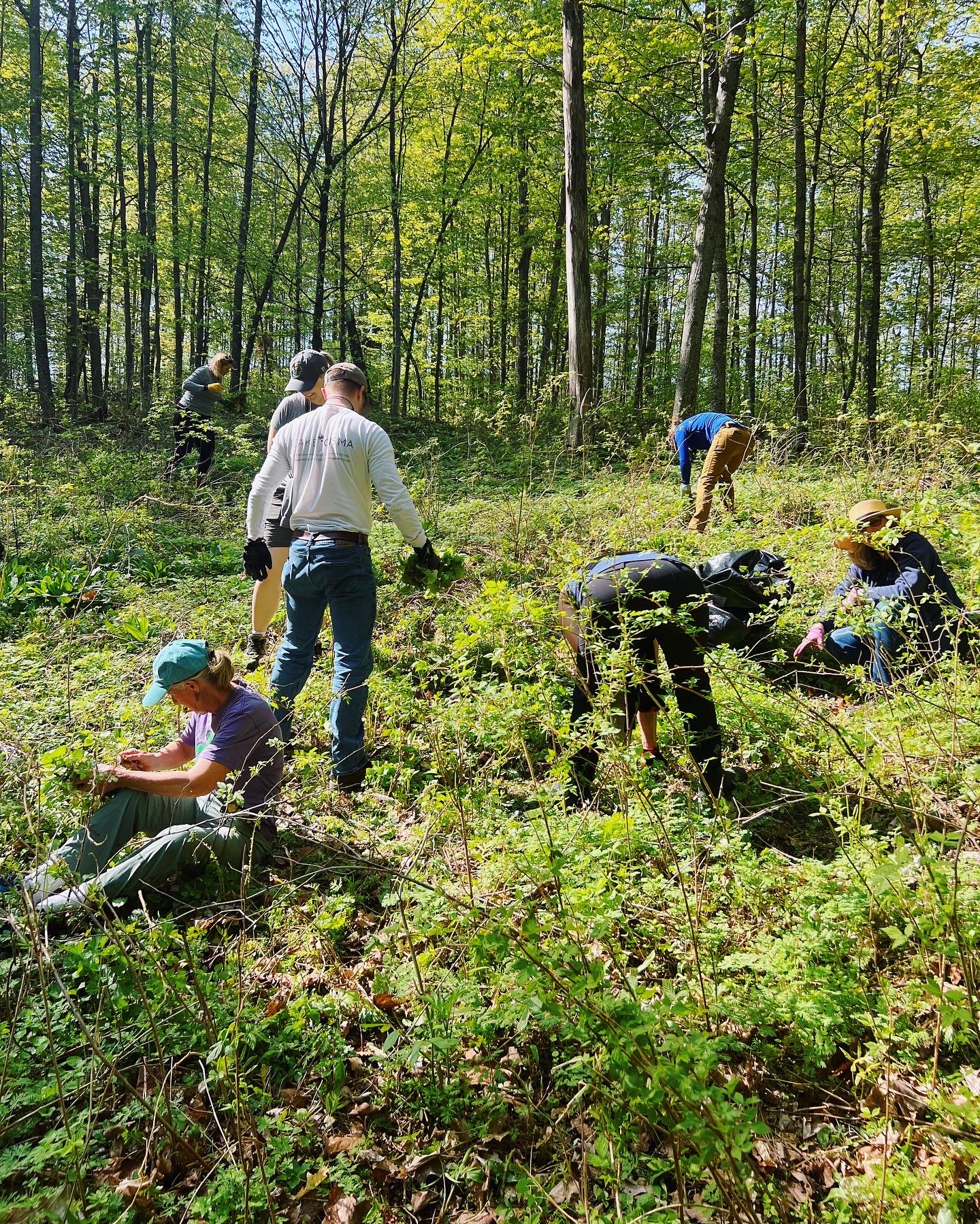 Garlic Mustard Removal Workshop