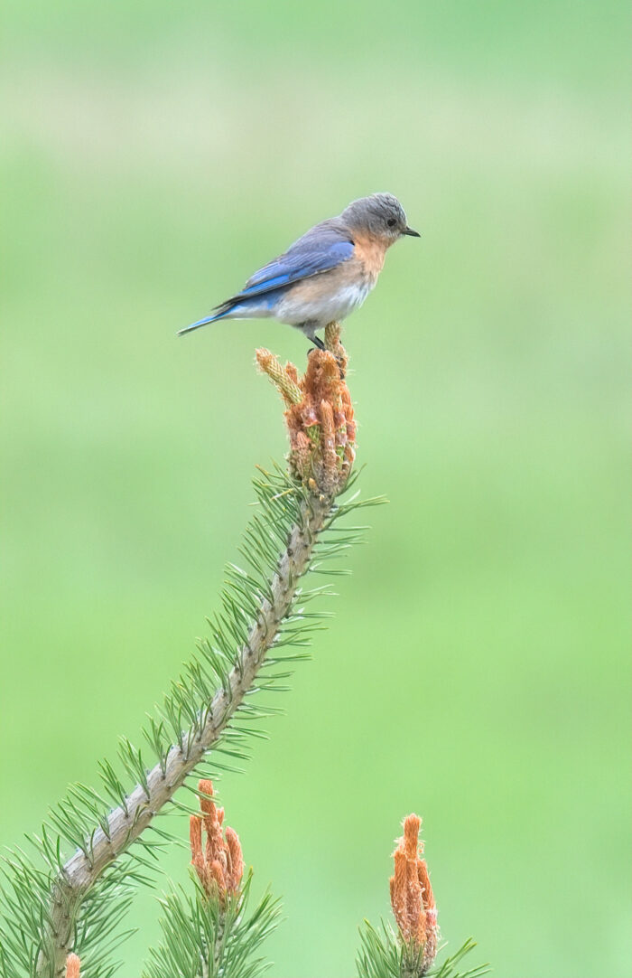 Wander Walloon: Birding Hike