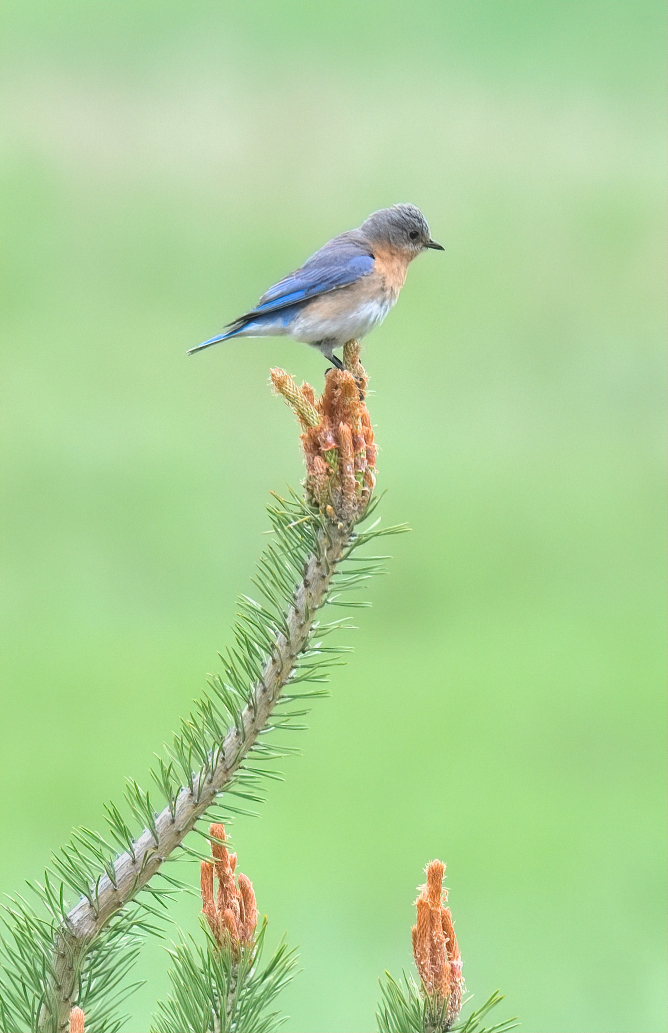 Wander Walloon: Birding Hike