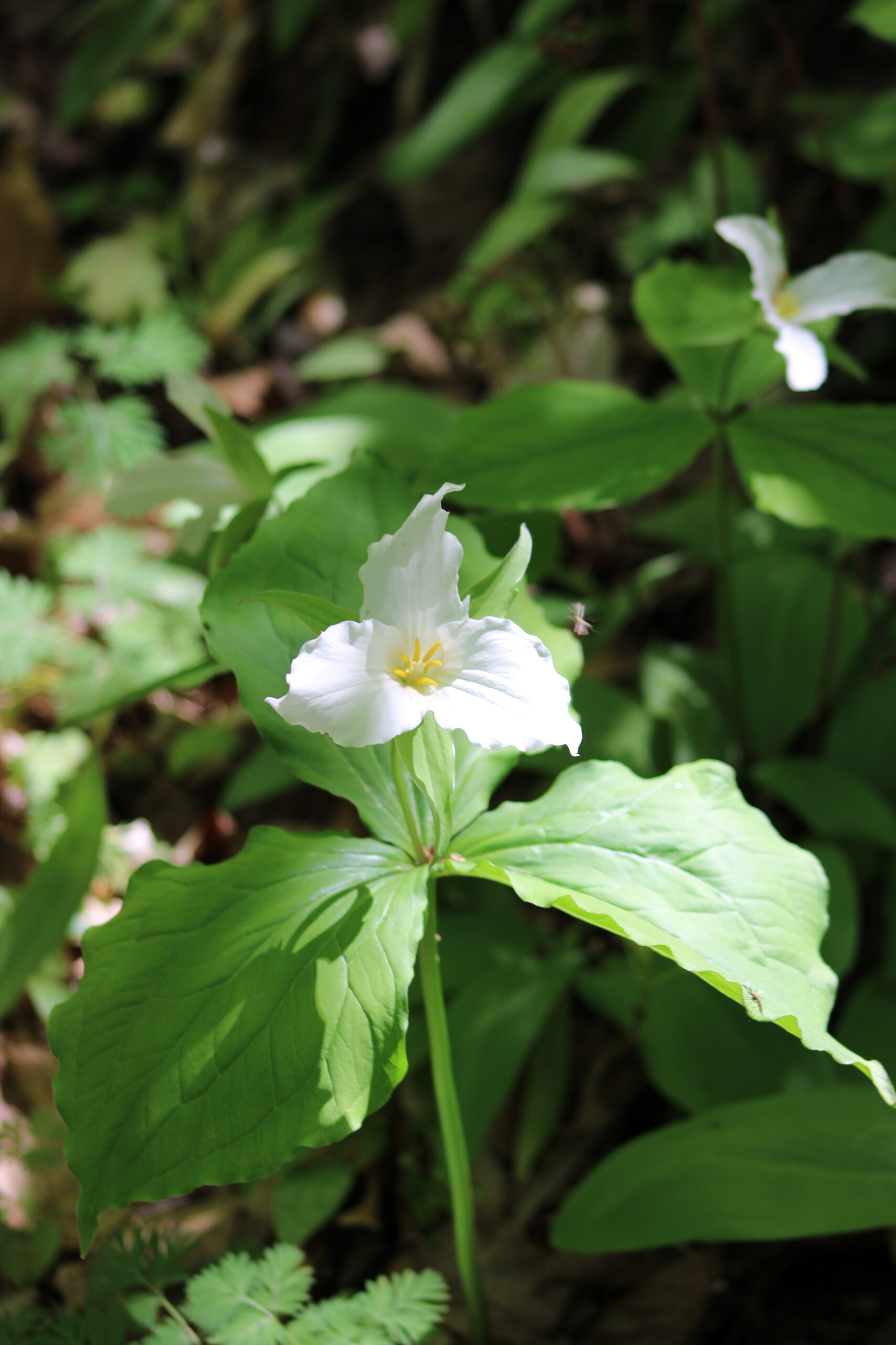 Wander Walloon: Wildflower Hike