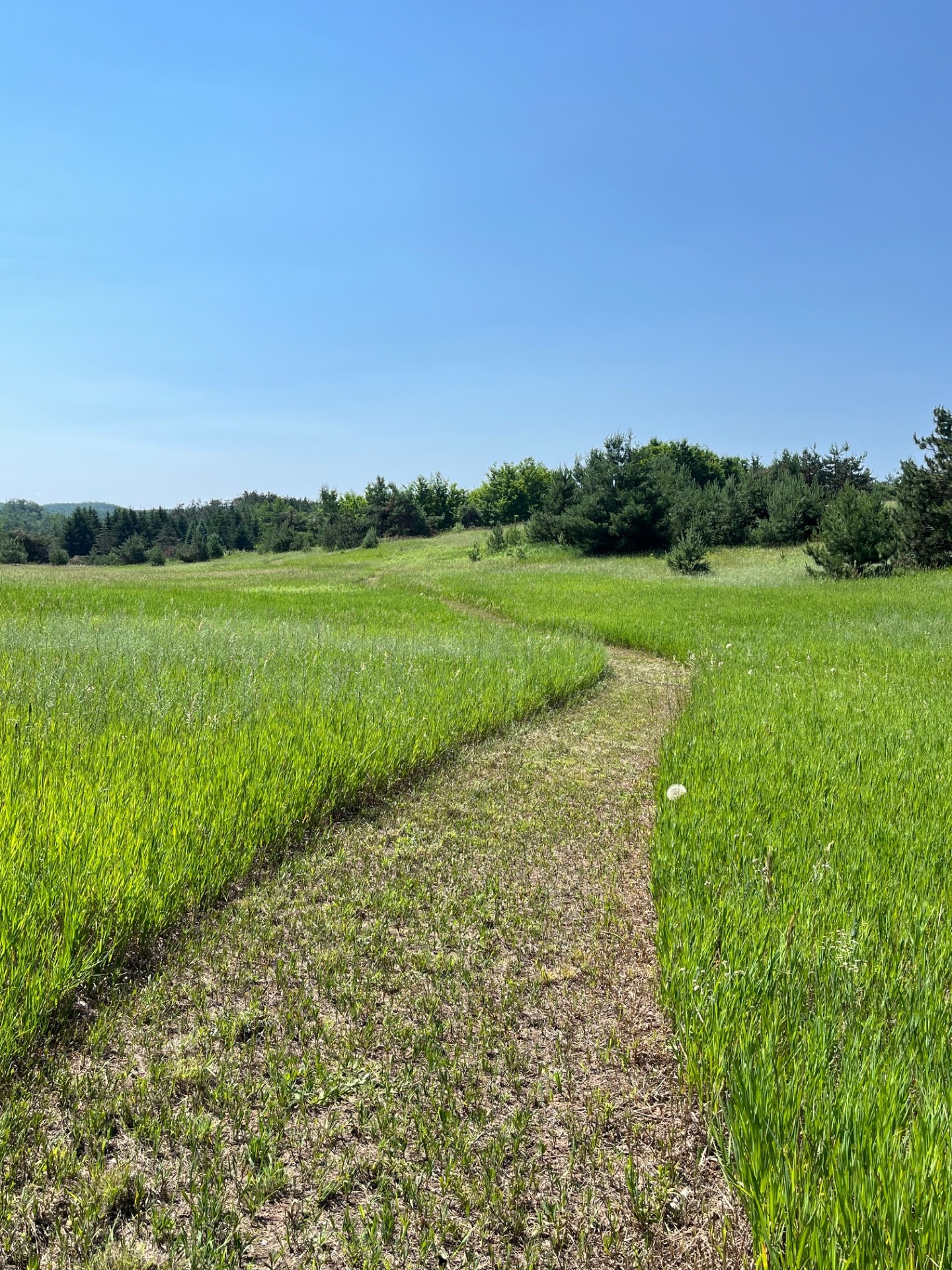 Wander Walloon: Berry Foraging Hike