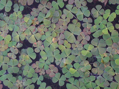 Aquatic Invasive Species Landing Blitz