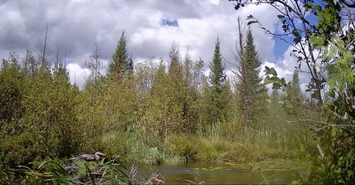 Wander Walloon: Guided Wildlife Viewing Paddle