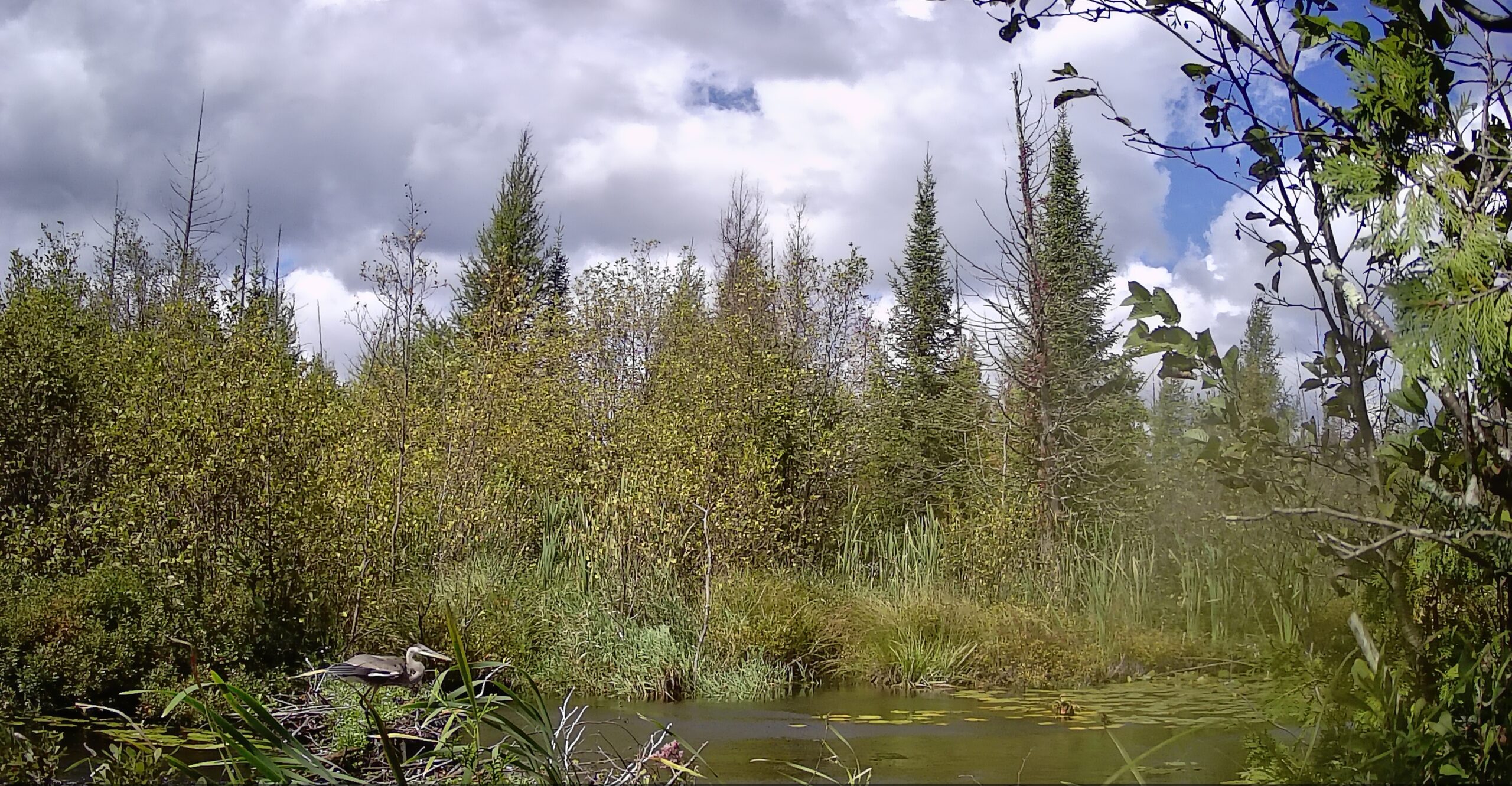 Wander Walloon: Guided Wildlife Viewing Paddle