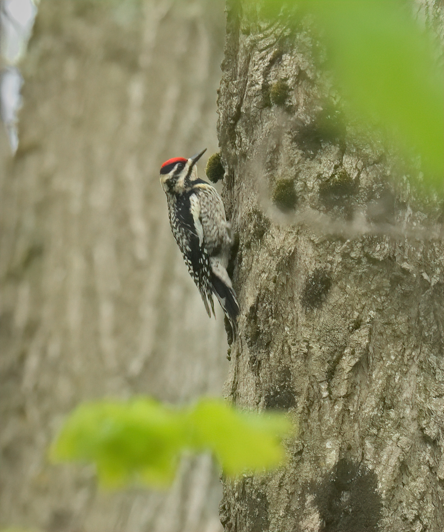 Wander Walloon: Guided Birding Hike